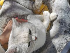 -喵屿·大理花园猫咖