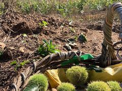 陈记糖炒栗子-陈记栗子(长宁路店)