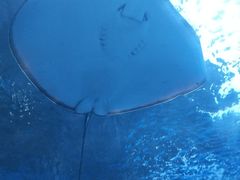 -北戴河圣蓝海洋公园