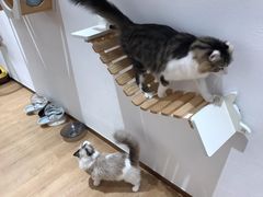 -1013 PET SHOP精品宠物商店(丁香店)