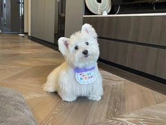 -萌宠之家·腊肠犬·马尔泰·小体犬舍