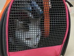 -艾贝尔宠物医院 ·内科全科(梁溪路店)