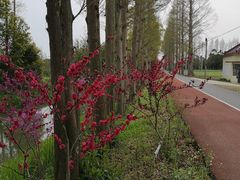 -上海长兴岛郊野公园