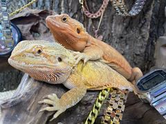 -梵薇Joker.V银饰工作室