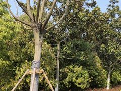 -昆山城市生态森林公园