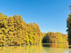 -上海海湾国家森林公园