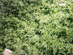 -南城十里潮汕鲜牛火锅·鲜虾生滚粥(融汇老商埠店)