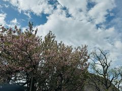 -白川乡与五箇山的合掌构造村落