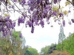 -西南交通大学(九里校区)