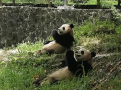 -都江堰中华大熊猫苑