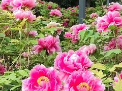 -洛阳市隋唐城遗址植物园
