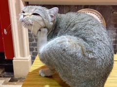 -猫色咖啡·猫咖