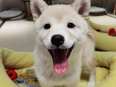 -逗柴咖啡屋·狗咖猫咖宠物桌游