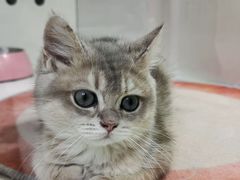 -青奢宠物·青奢猫舍