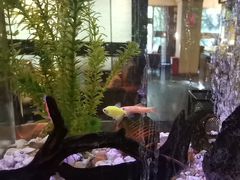 -意卡菲·欢乐聚会餐厅(华侨店)