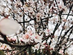 -苏州上方山国家森林公园
