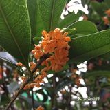 国庆扫街随拍~风响驼铃