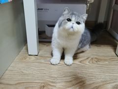 -宠爱国际动物医院· 猫科· 外科·中兽医(长白店)