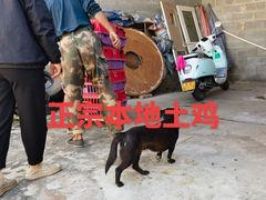 -元谋凉鸡店(百年老店)