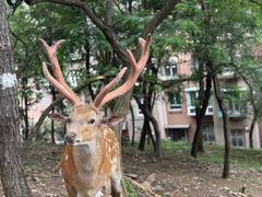 -大连森林动物园