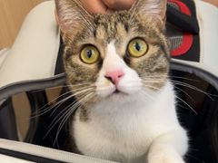 -瑞派·关忠动物医院·猫专科·犬专科(三环新城店)