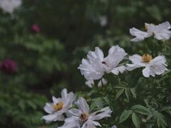 -龙华寺