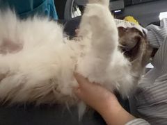 -安安宠医宠物医院·异宠·犬猫内科(岳阳分院)