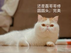 -帕帕拉兹宠物(亚洲旗舰店)