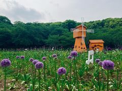 -苏州上方山国家森林公园