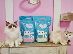 -70cat德文卷毛猫·缅因猫纯种猫舍