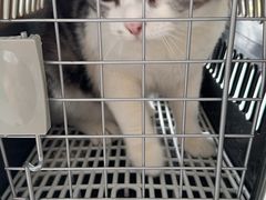-喜多萌中农锦绣动物医院24H·猫科·牙科MRI·CT