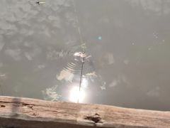 -同銮特种养殖场·龙虾垂钓