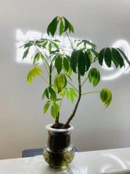 -苗方清颜专业祛痘