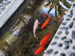 -丽江庭院之爱在路上(西单店)