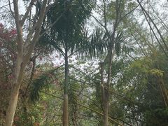 -西双版纳原始森林公园