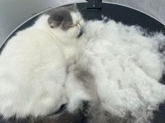 -四月宠物医院·猫专科·心脏专科·内科(转塘店)