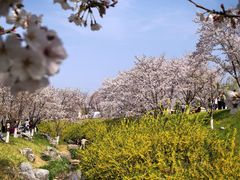 -羊山湖公园