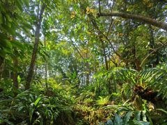 -中国科学院西双版纳热带植物园