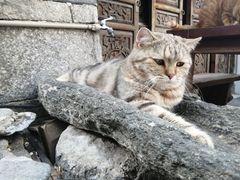 -喵屿·大理花园猫咖