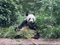 -都江堰中华大熊猫苑