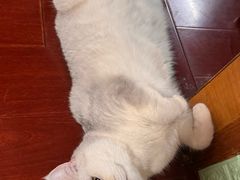 -老吴的猫·猫舍(新区店)