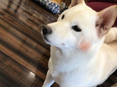 -豆柴町-柴犬主题狗咖(红鼎国际C座店)