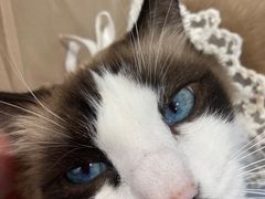 -怪兽屋·羊驼·猫咖·狗咖(俊华广场店)