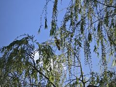 -燕郊植物园