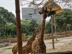 -深圳野生动物园