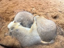 -Zoolung Zoolung动物主题公园(海信广场店)