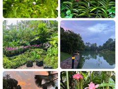 -新加坡植物园