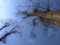 -延安杨家岭革命旧址