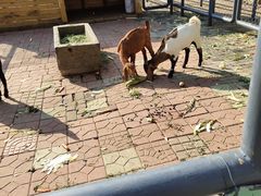 -长白岛森林公园