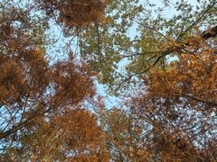 -桤木河湿地公园